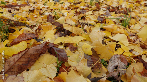 秋のイチョウの落葉