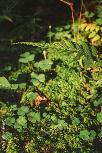 Fern leaf in sunlight with clover and moss in background © Emil