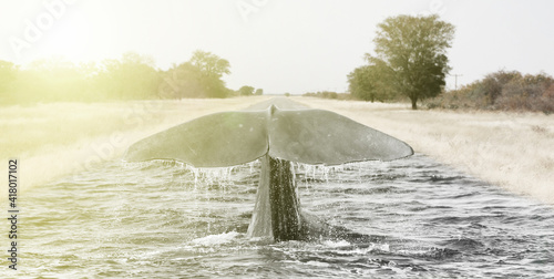 Surreal image: Large whale diving in an ashpalt road photo