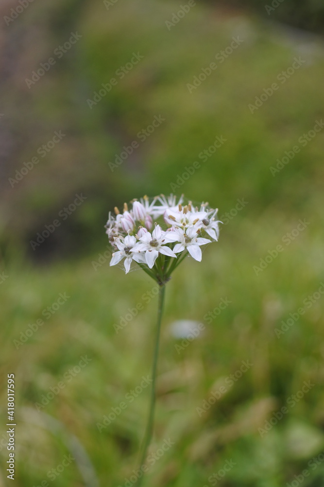 Flowers of oriental garlic's smell and flavor is like garlic. Vertically oriented picture. Flowers of oriental garlic's smell and flavor is like garlic. Vertically oriented picture.