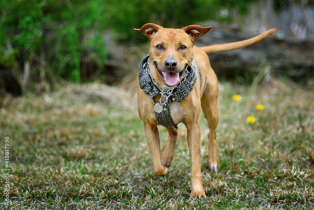 Young pit bull terrier dog in no pull harness on the maedow Young pit bull terrier dog in no pull harness on the maedow