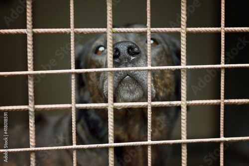 Big black dog labrador locked in the cage in shelter