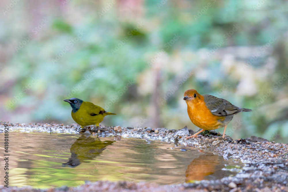 Fototapeta premium Two birds Orange-headed Thrush and Black-headed Bulbul standing on puddle in the rainforest.