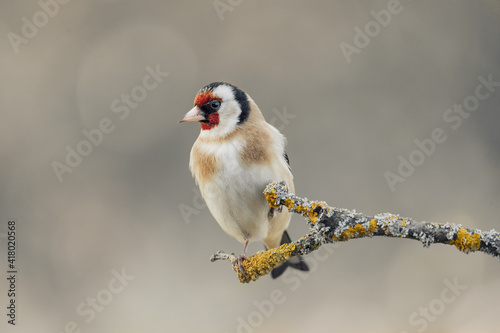 European goldfinch on branch