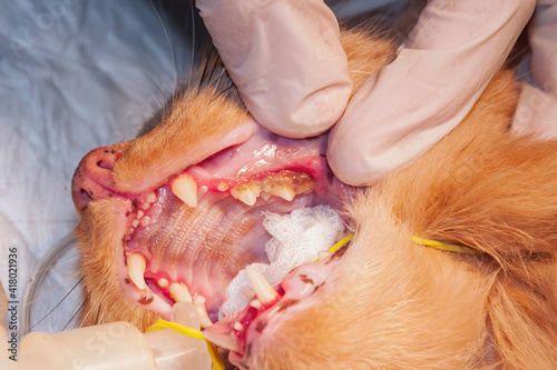 A lot of tartar/calculus dental in the cat on the corner teeth (concept veterinary stomatology)