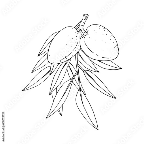  Almond. Branches with leaves and fruit.  Nuts and kernels. Hand drawn vector illustration isolated on white background.