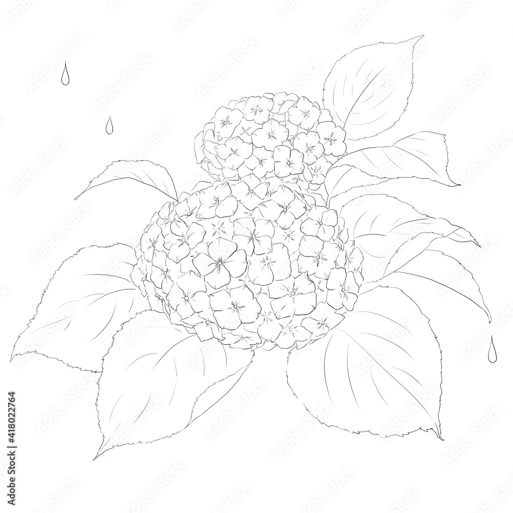 あじさい イラスト あじさい イラスト