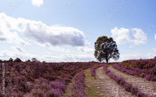 Lines in the heather leading to a lone tree