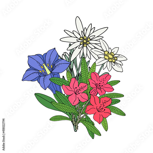 Floral bouquet with edelweiss, gentian and rhododendron. Montain wildflowers. Hand drawn sketch. Vector drawing isolated on white background.