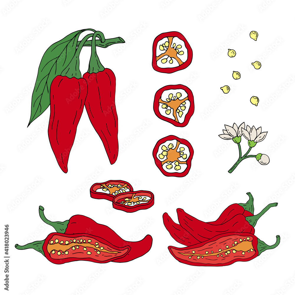 Chili Pepper set. Hot mexican spices. Hand drawn sketch. Vector drawing