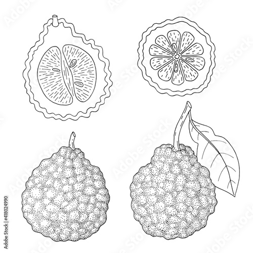Fototapeta Naklejka Na Ścianę i Meble -  Bergamot, Kaffir lime citrus fruit, leaves, flower. Engraved vintage sketch illustration. Hand drawn vector image isolated on white background.