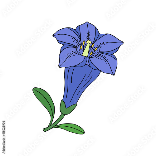 Gentian flower. Montain wildflower. Hand drawn sketch. Vector drawing isolated on white background.