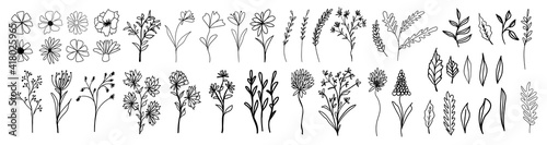 Big collection with branches, flowers and herbs with leaves. Black ink silhouettes isolated on white background. Set of hand drawn vector decorative elements for your design.