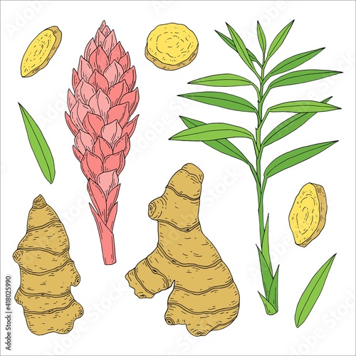Ginger. Root, plant and flower. Hand drawn vector sketch illustration.