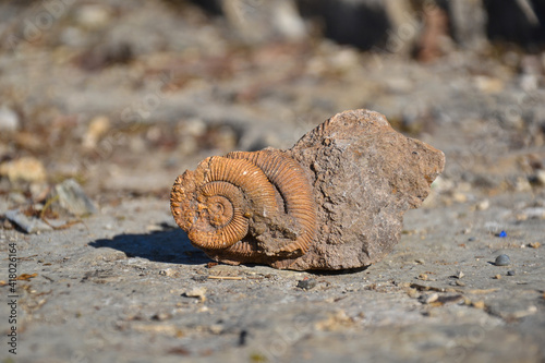 Ammonit im Steinbruch