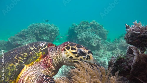 Sea turtle. Exciting diving off Mafia Island. Tanzania. Africa.