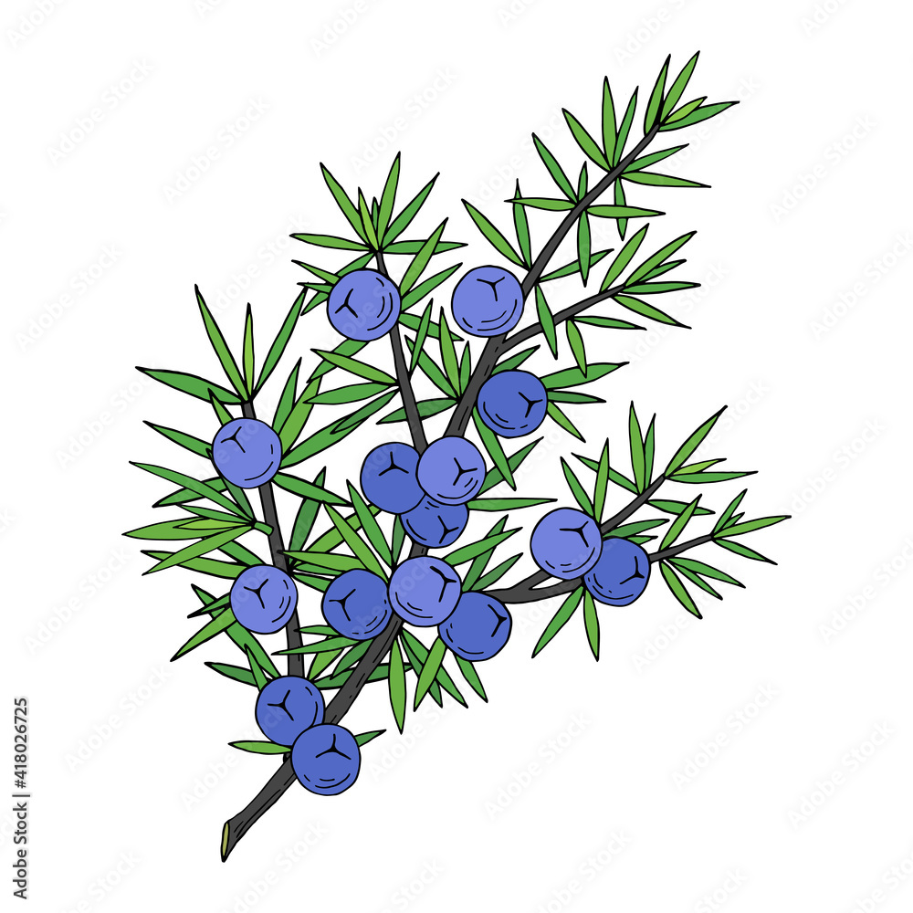 Juniper berries on a branch with green leaves. Vector hand drawing isolated on a white background. Juniper berries on a branch with green leaves. Vector hand drawing isolated on a white background.
