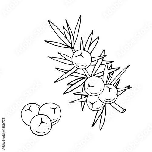 Juniper berries on a branch with green leaves. Vector hand drawing isolated on a white background.