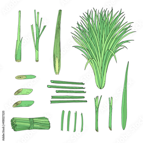 Lemongrass set with whole and cut slice citronella grass.  Hand drawn vector outline sketch illustration.  photo