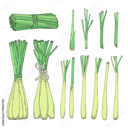 Lemongrass set with whole and cut slice citronella grass.  Hand drawn vector outline sketch illustration. 