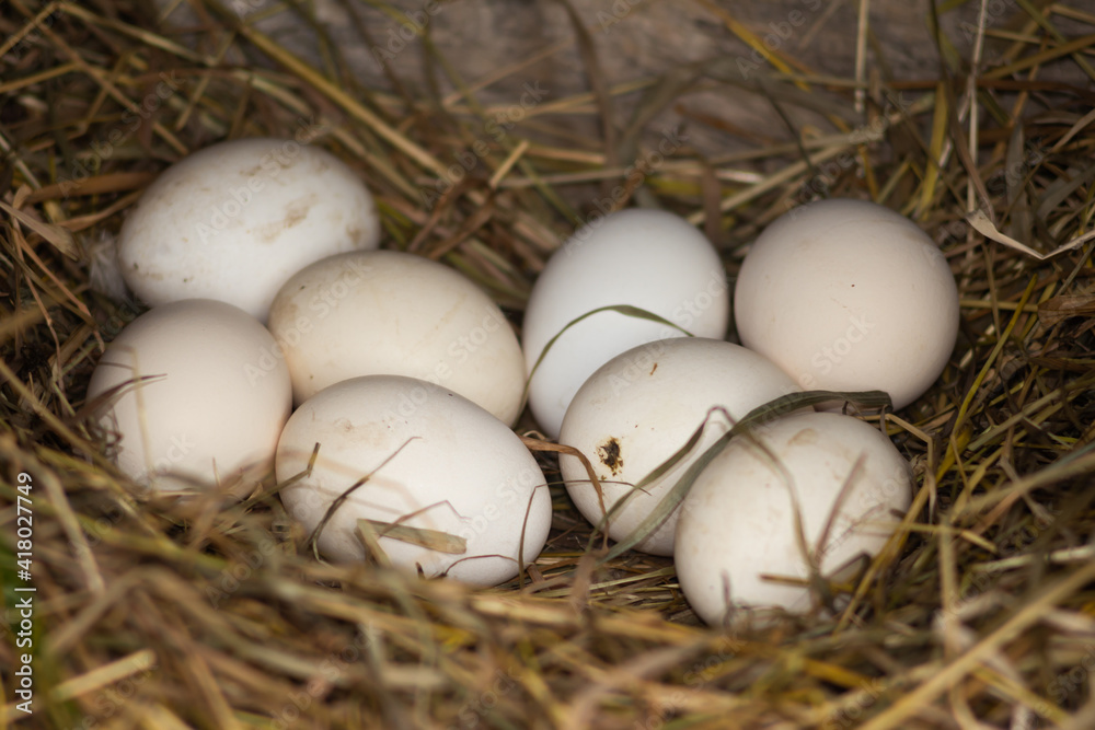 Chicken eggs in the nest close up