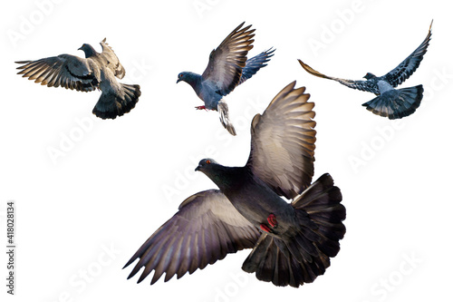 Isolated, flying pigeons, white background