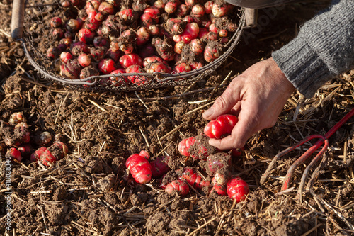 Jardinier avec un panier récoltant à la main des ocas du Pérou dans son potager photo