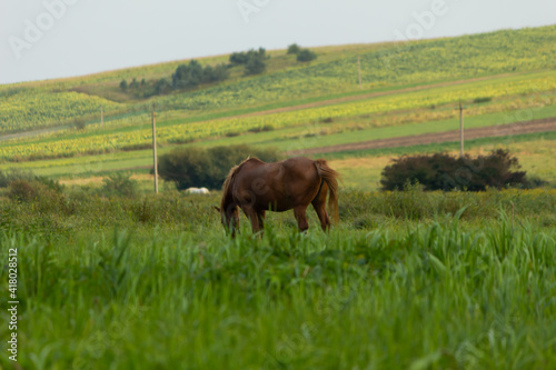 Fototapeta Naklejka Na Ścianę i Meble -  The horse grazes in the meadow