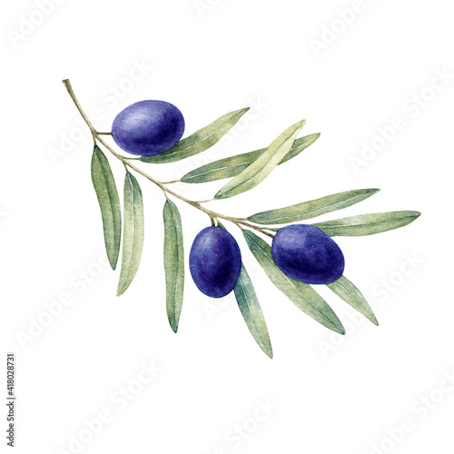 Olive branch with leaves and golden fruits. Watercolor illustration isolated on white background.