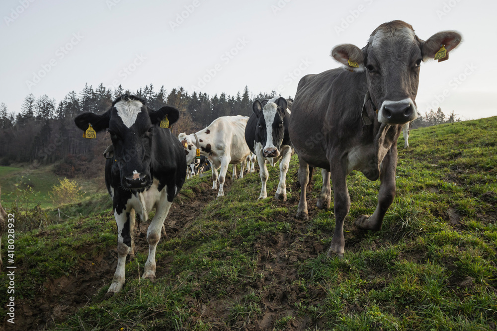cows on the farm