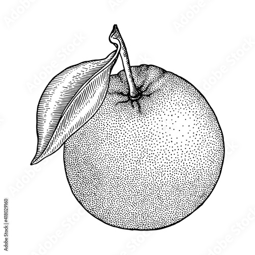 Orange. Citrus whole fruit. Branchs, leaves. Retro, engraved vintage style. Hand drawn vector illustration isolated on white.