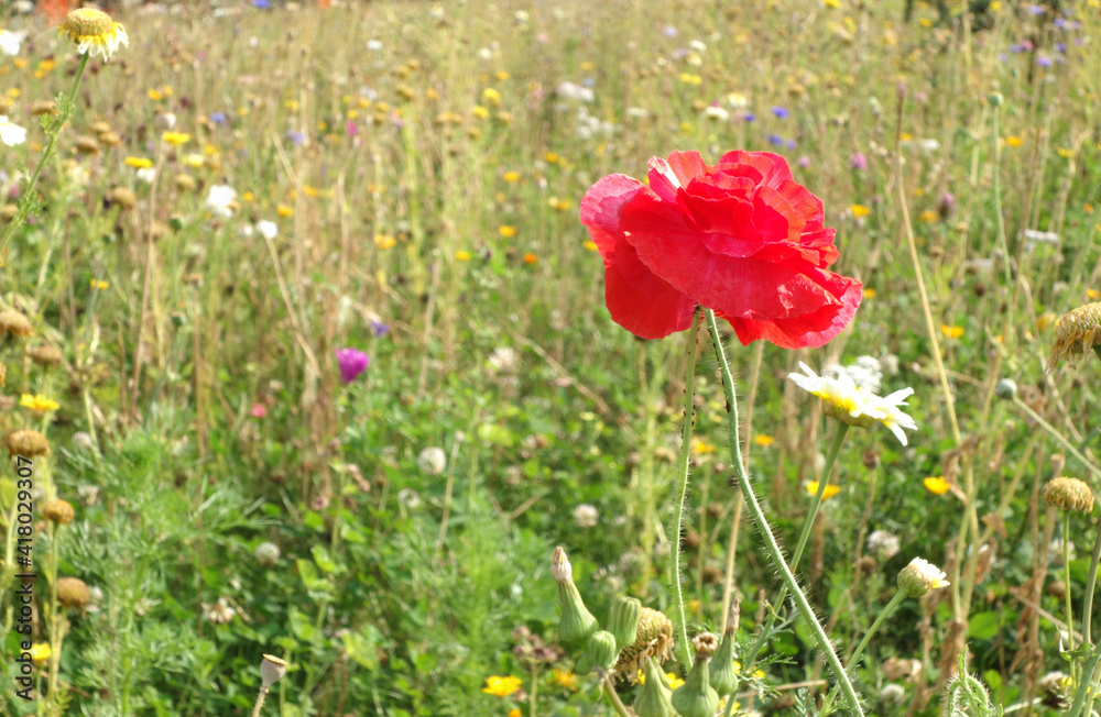 Obraz premium red poppies in the field