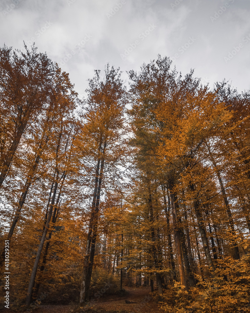 Fototapeta premium trees in autumn