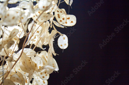 Bouquet of dried flowers lunaria seeds on a dark background, background light. Side view horizontal photo photo