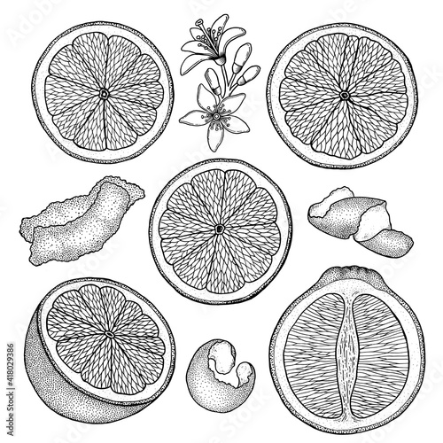 Orange. Citrus set with cut fruit and zest, flowers. Hand drawn vector illustration isolated on white. Retro, engraved vintage style.