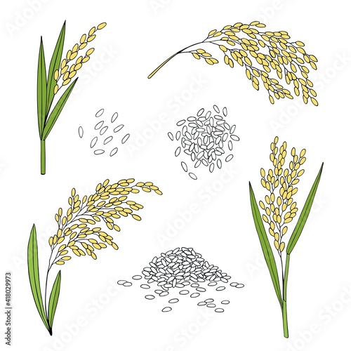 Rice. Cereal ears, grain. Hand drawn vector sketch illustration.