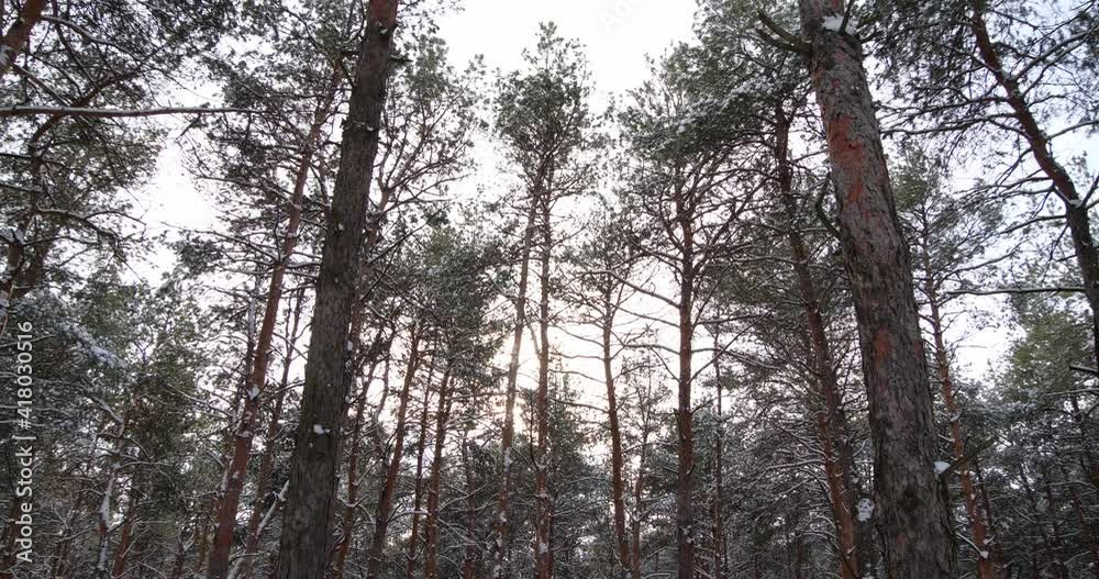 Beautiful forest covered with snow in winter, camera tilting down Beautiful forest covered with snow in winter, camera tilting down