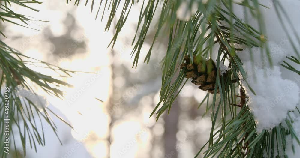 Coniferous tree branch covered with snow, closeup. Walking through winter forest