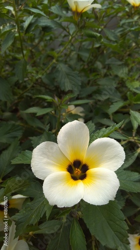 photo of Turnera Subulata flower