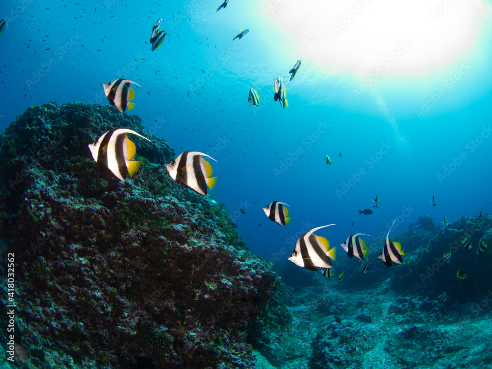 School of Pennant coralfish (Longfin bannerfish) (Rangiroa, Tuamotu Islands, French Polynesia in 2012) School of Pennant coralfish (Longfin bannerfish) (Rangiroa, Tuamotu Islands, French Polynesia in 2012)