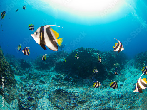 School of Pennant coralfish (Longfin bannerfish) (Rangiroa, Tuamotu Islands, French Polynesia in 2012)