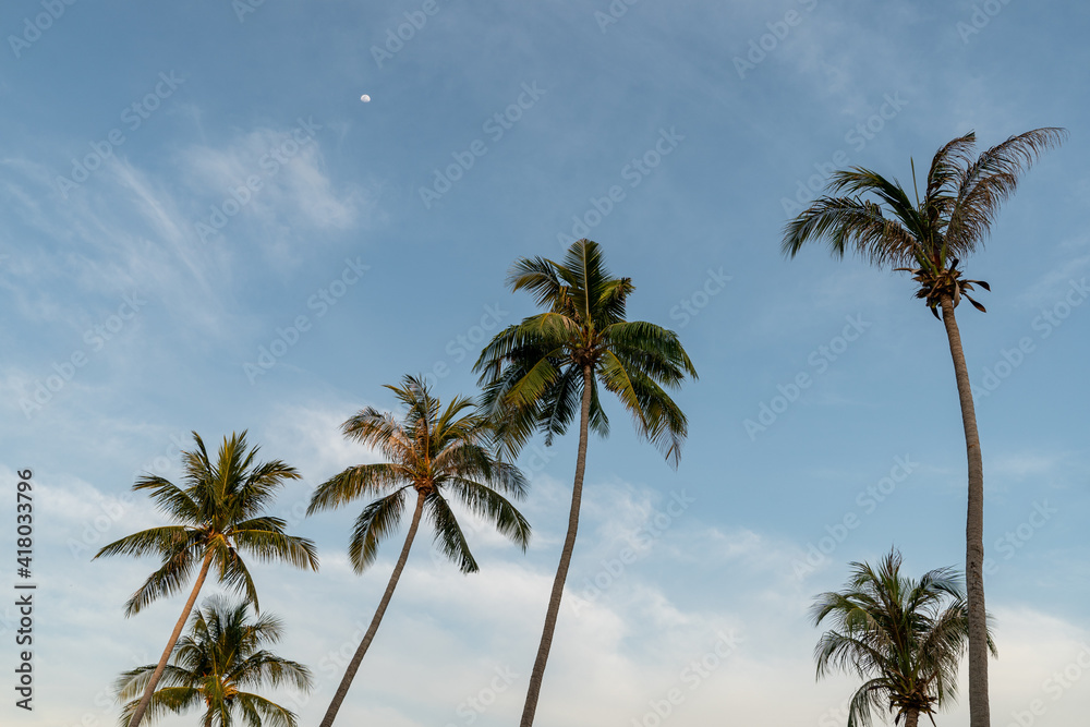 Group of coconut palm trees and blue sky.