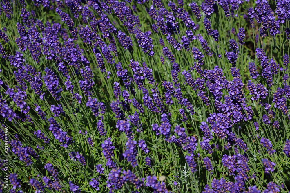 Beautiful fragrant lavender blooms in summer or spring.