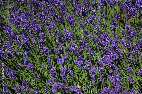 Beautiful fragrant lavender blooms in summer or spring.