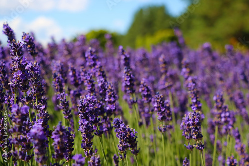 Beautiful fragrant lavender blooms in summer or spring.