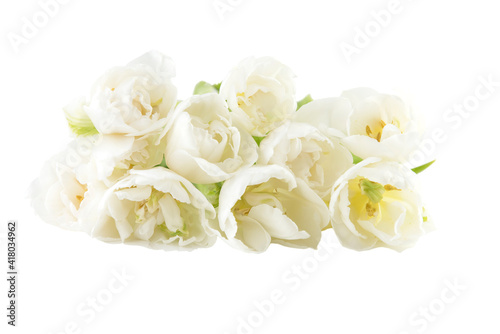 Weiße gefüllte Tulpen