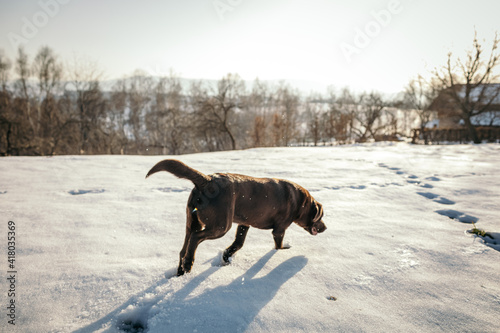 A dog walking on a snow covered road