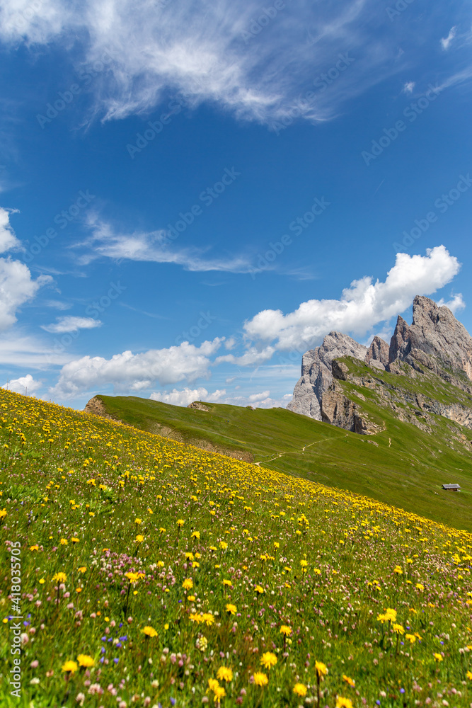 Seceda Mount in summer, flowers and landscape. Dolomites Alps, Italy