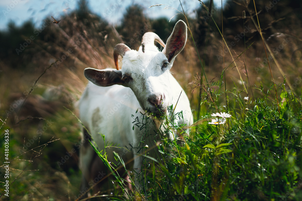 Goat in a dense green field eating grass. Goat on a green spring meadow in a sunny day. Goat in a dense green field eating grass. Goat on a green spring meadow in a sunny day.