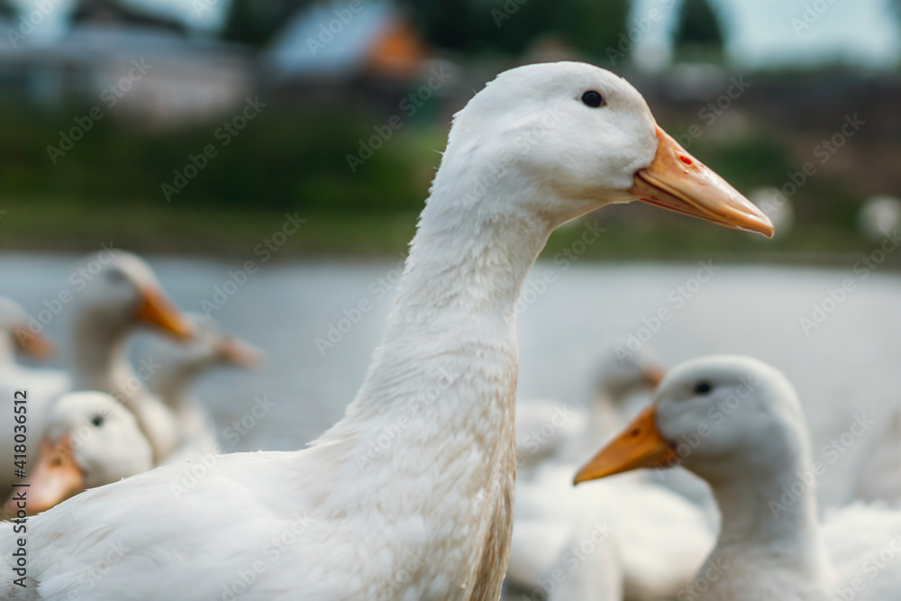 A duck stands in profile in the foreground, against the background of a flock of ducks and a farm